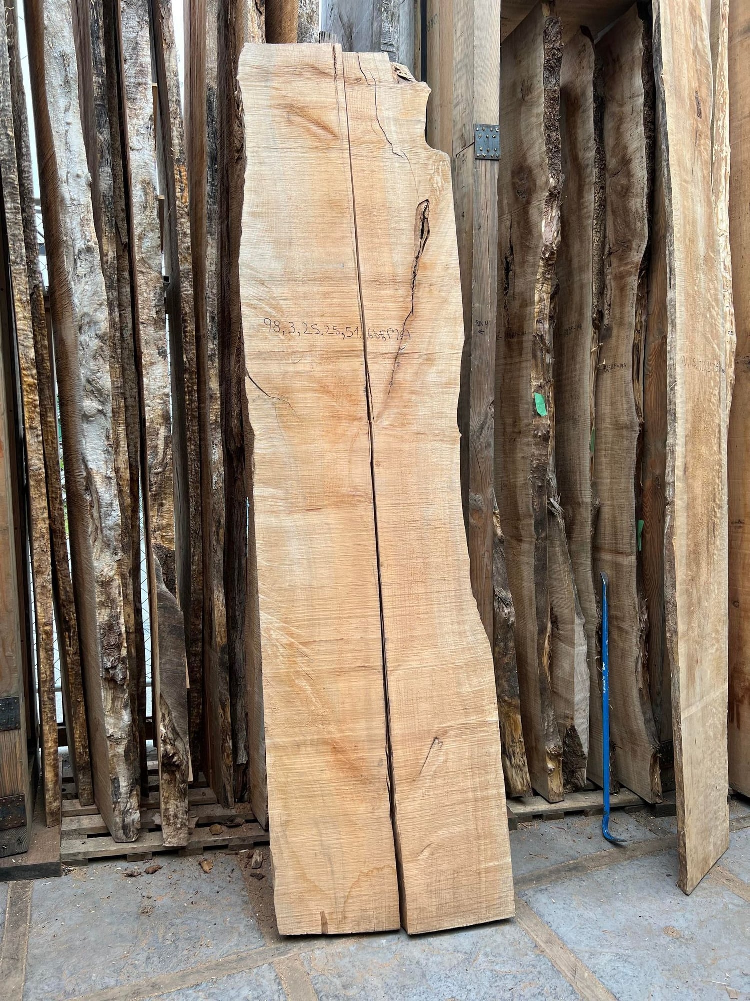 Big Leaf Maple